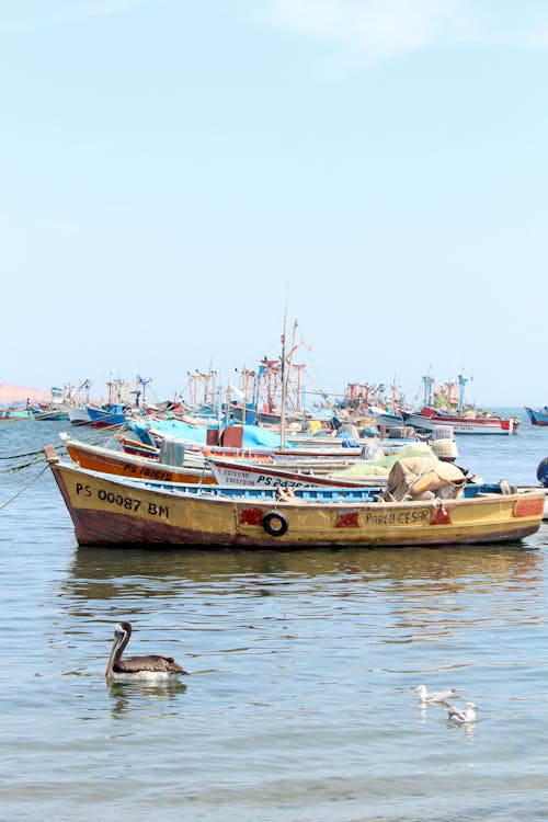 Fotos de stock gratuitas de barcos de pesca, botes de remos, canoas