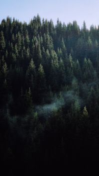 Explore the serene beauty of a misty coniferous forest at dawn near Warsaw, Poland.