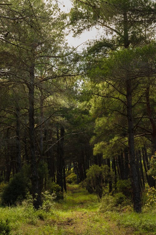 Fotobanka s bezplatnými fotkami na tému les, peší chodník, príroda