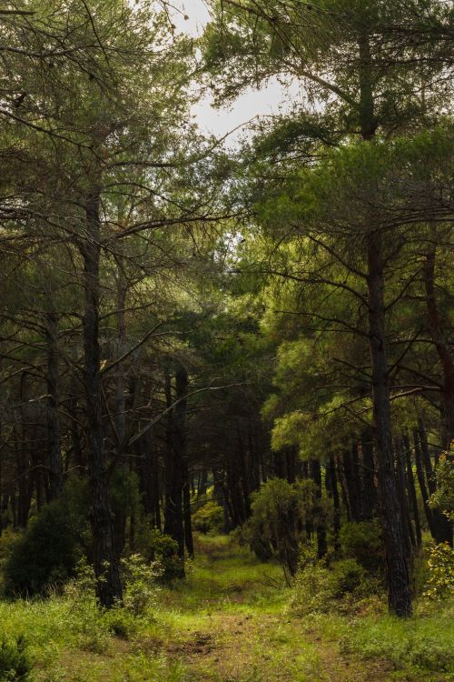 Free Discover tranquility in the lush green forest path surrounded by tall trees and vibrant foliage. Stock Photo