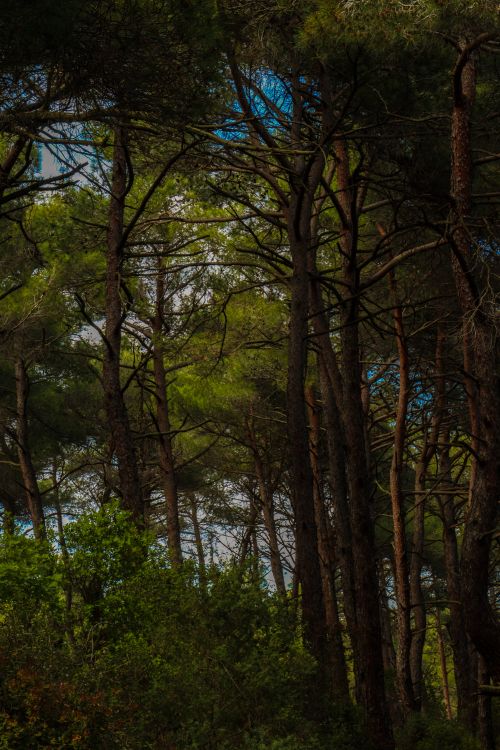 Free Captivating view of a lush, dense forest with tall trees and vibrant greenery in daylight. Stock Photo