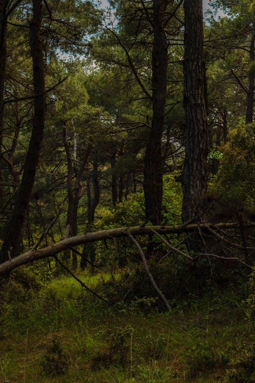 Fallen Tree in a Forest 