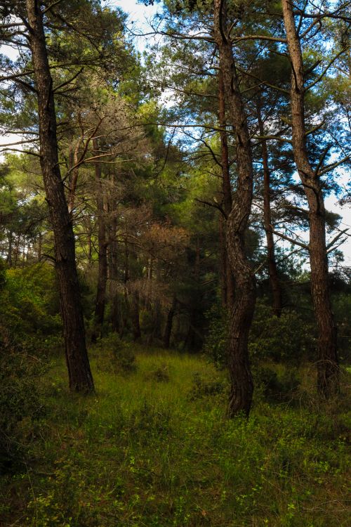 Free Beautiful forest scene with tall pine trees and lush greenery in natural light. Stock Photo