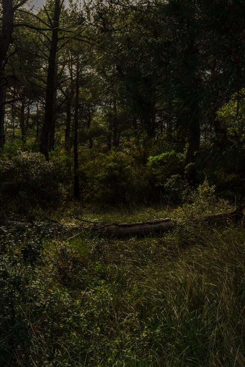 Photos gratuites de arbre abattu, arbres, beauté dans la nature