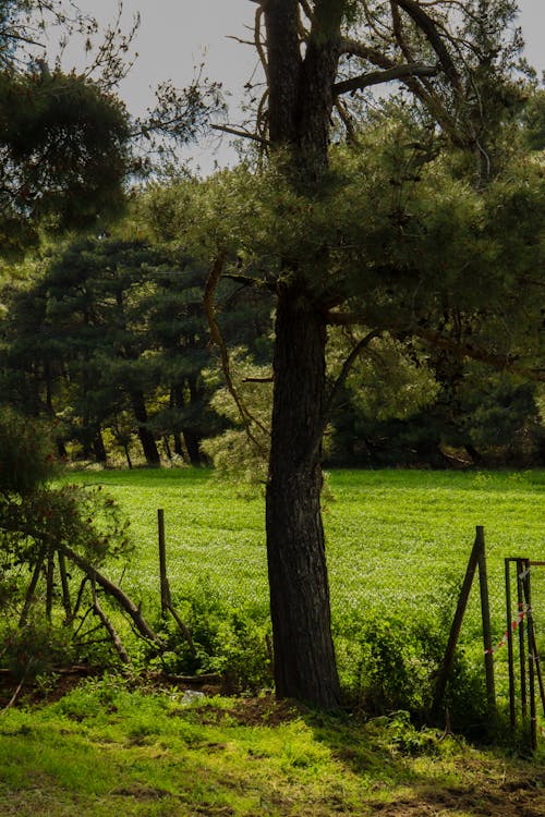 Tree and Fence in a Rural Area 