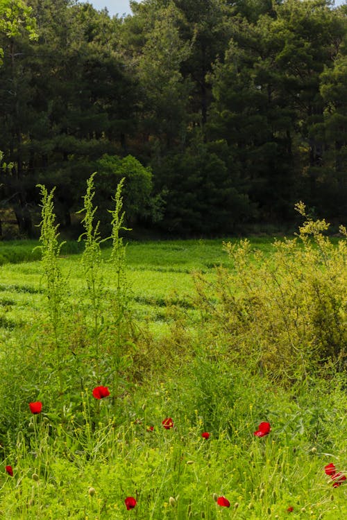 Poppy Flowers Growing in Green Field