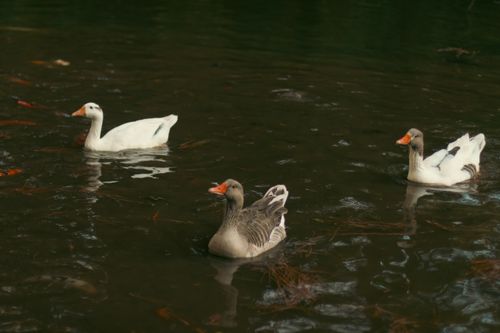 Free Three geese gracefully swimming in a tranquil pond, capturing a moment of natural beauty and wildlife. Stock Photo