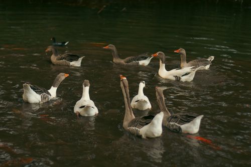 Free Tranquil scene of geese swimming together in a peaceful lake setting. Stock Photo