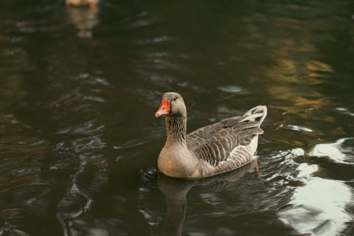 Free A solitary goose in a tranquil lake setting, captured with selective focus for wildlife photography. Stock Photo