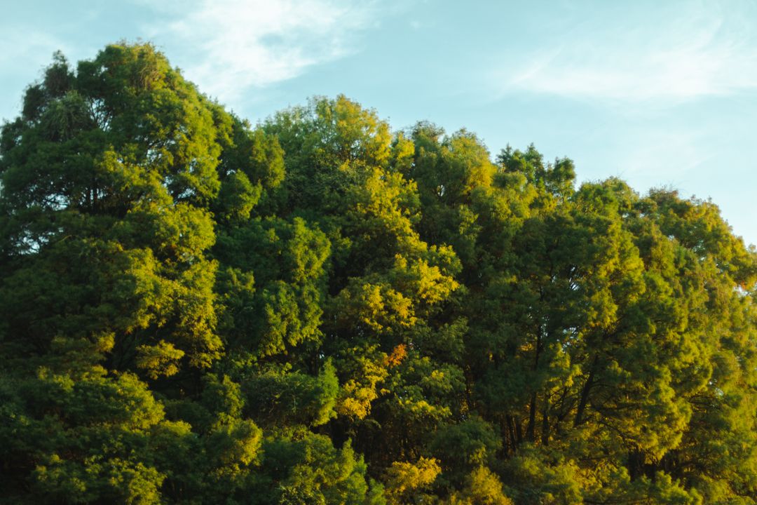 A vibrant canopy of green deciduous trees under a clear blue sky.