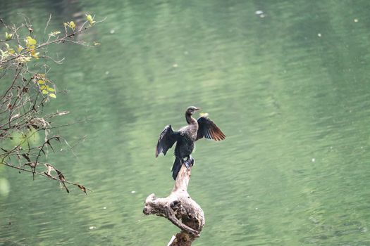 Cormorant on Branch