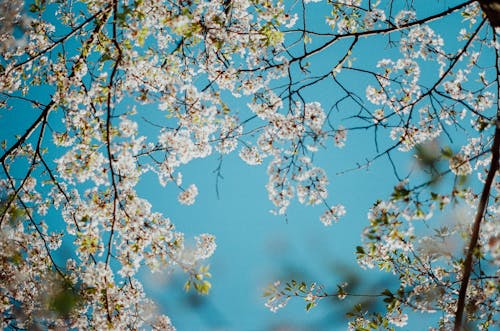 Cherry Tree Branches in Blossom 