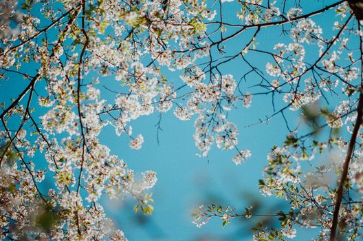 Cherry blossoms in full bloom with blue sky, capturing spring's beauty and renewal.