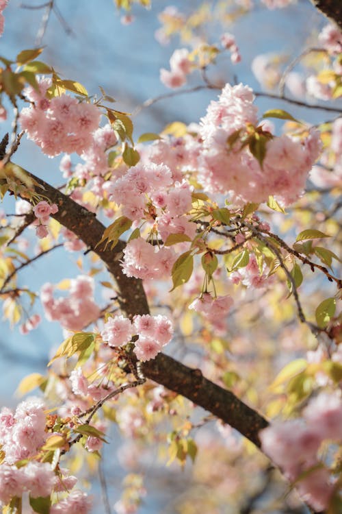 Close up of Blossoms on Branches