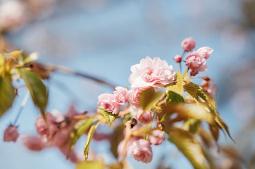 Foto stok gratis alam, berwarna merah muda, bunga sakura