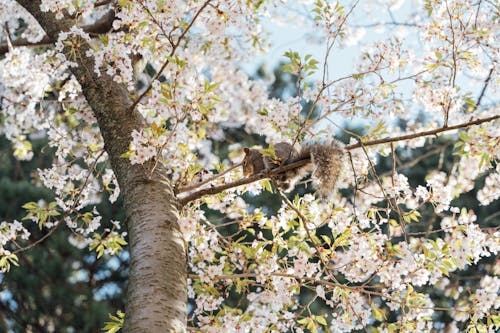 Squirel among Blossoms on Tree
