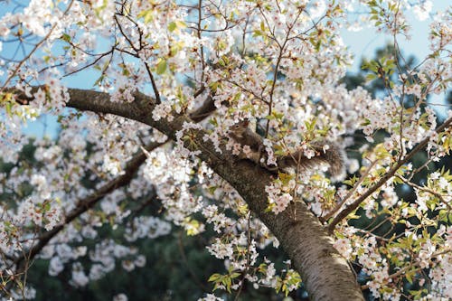Squirrel among Blossoms on Tree