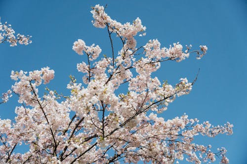 Безкоштовне стокове фото на тему «білий, весна, Вишня»