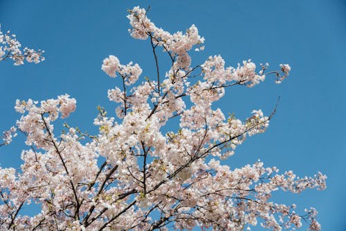 Close up of Cherry Blossoms