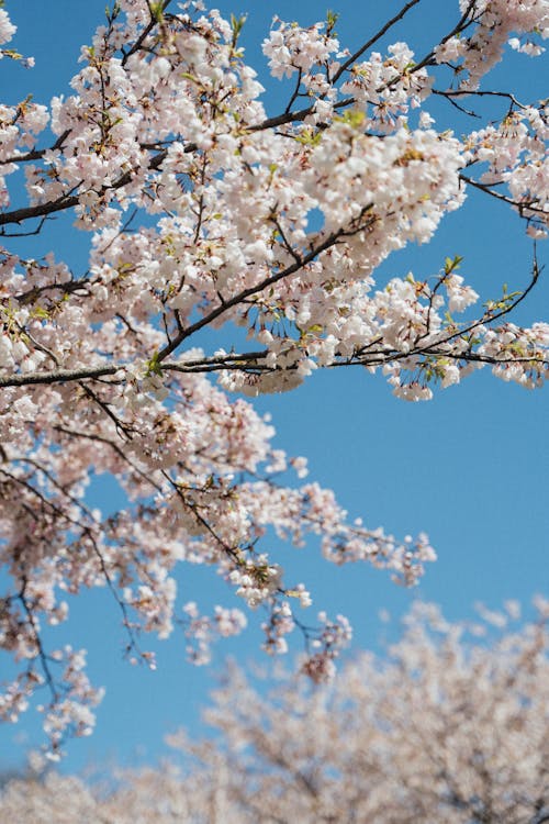 Close-up of Tree Branches in Blossom 