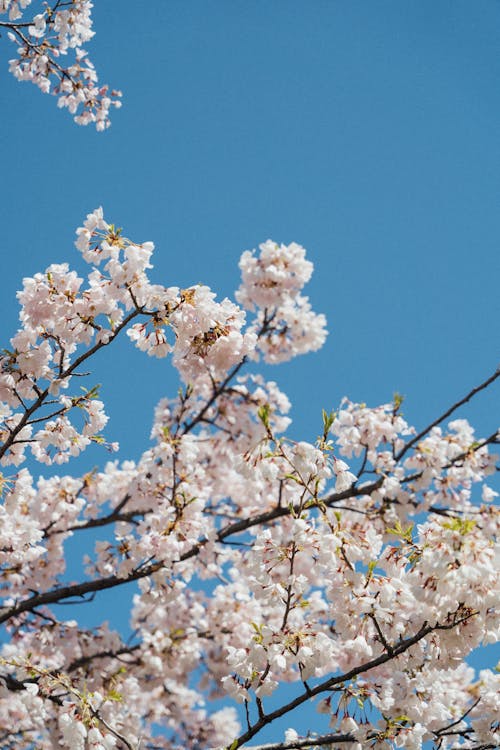 Cherry Blossoms on Branches