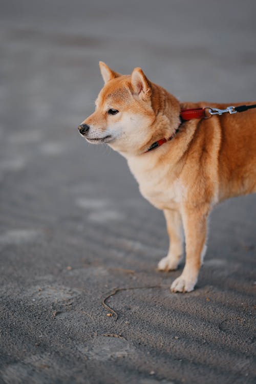 Shiba Inu on Leash