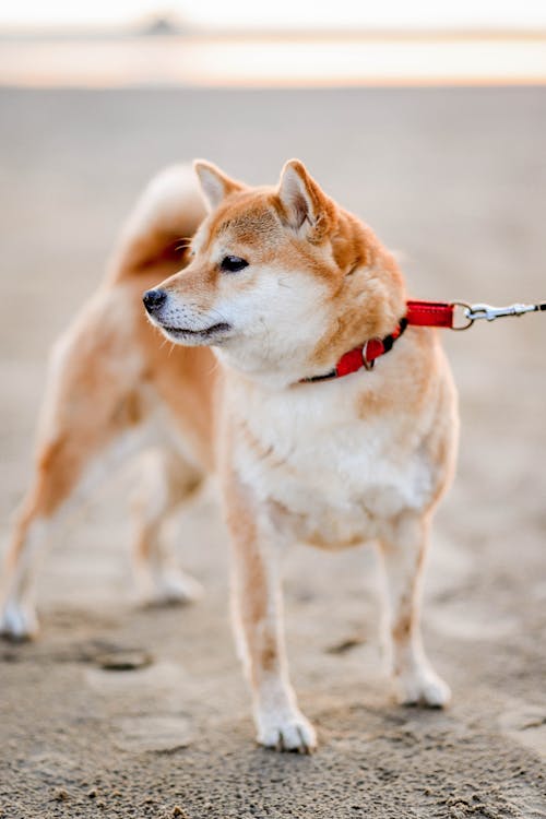 Darmowe zdjęcie z galerii z fotografia zwierząt domowych, piasek, pies