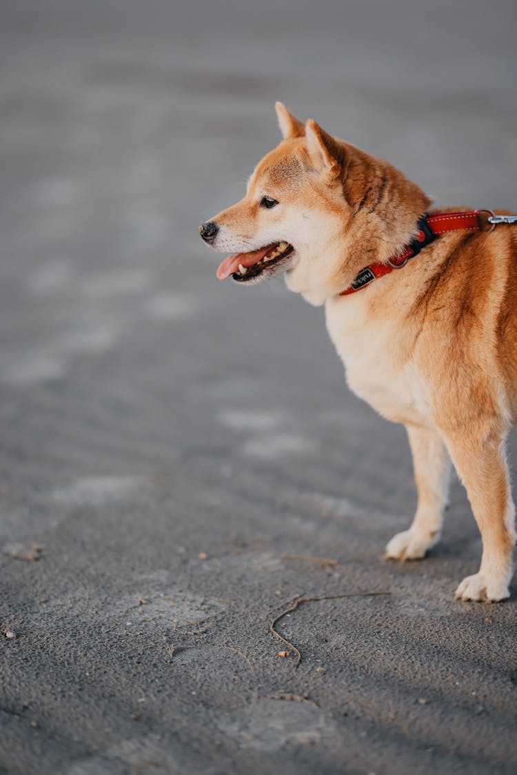 Portrait Of Dog