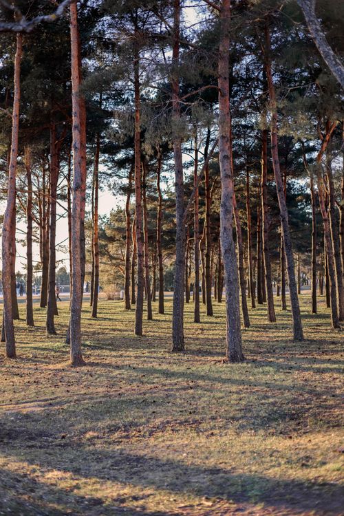 Free Peaceful sunlit forest with evergreen trees casting shadows on the ground. Stock Photo