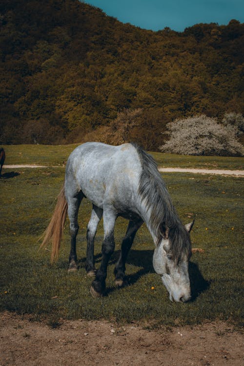 Close-up of a Horse Grazing in the Pasture