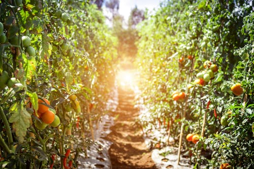 Free Pathway Between Tomato Fruits Stock Photo