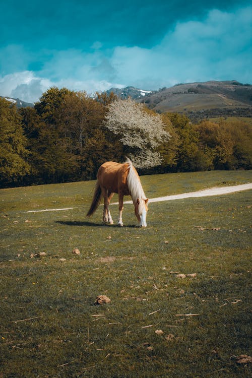 나무, 동물, 말의 무료 스톡 사진