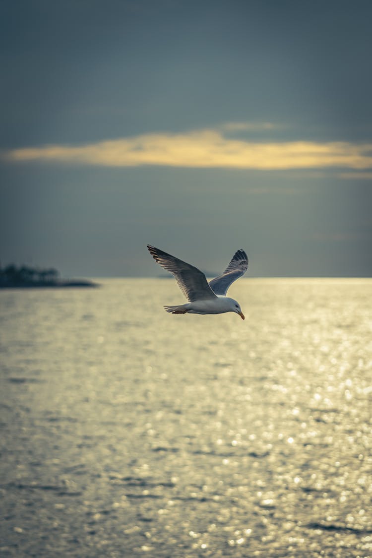 Seagull Flying Over Sea