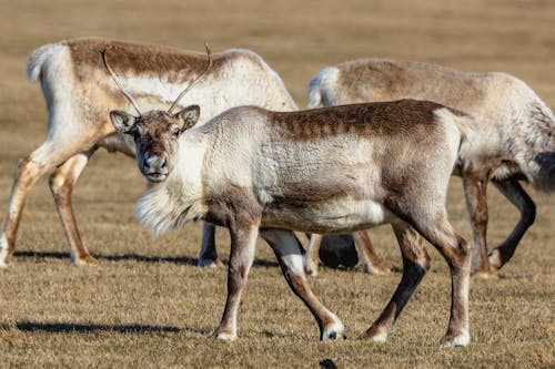 Imagine de stoc gratuită din a închide, animale, antilope