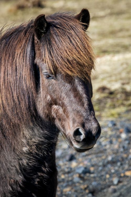 Free A detailed close-up of a brown horse outdoors showcasing its beautiful mane and expressive eyes. Stock Photo