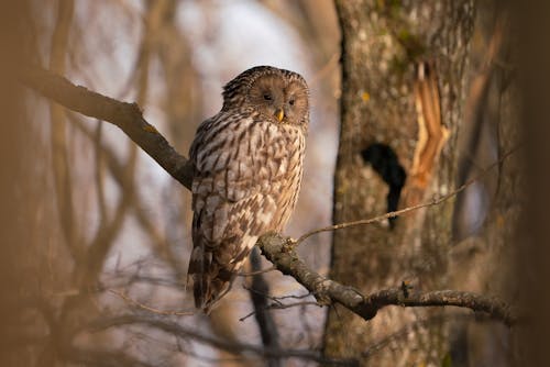 Ural Owl on Branch