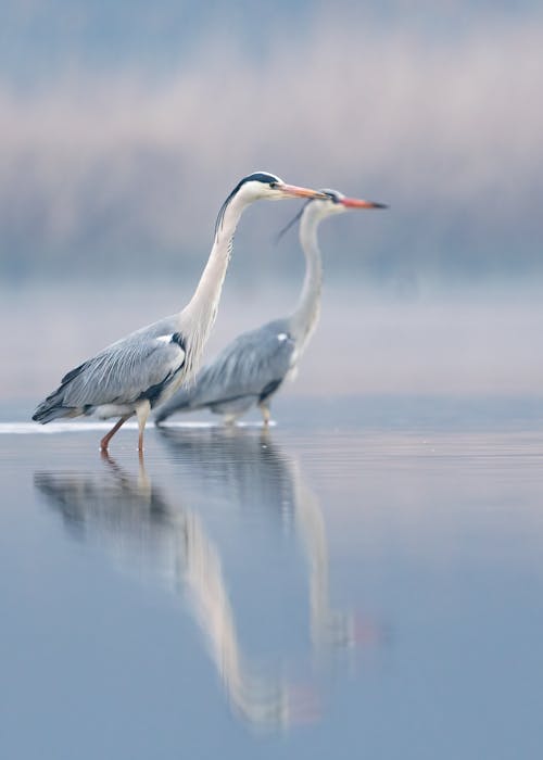 Foto stok gratis air, alam, burung-burung