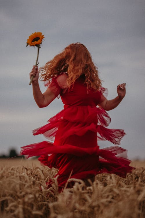 Foto stok gratis bidang, bunga, bunga matahari