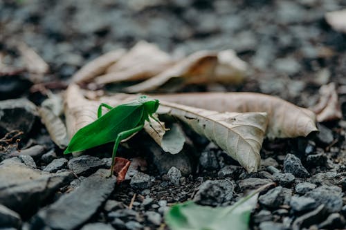 Gratis stockfoto met beest, detailopname, dieren in het wild