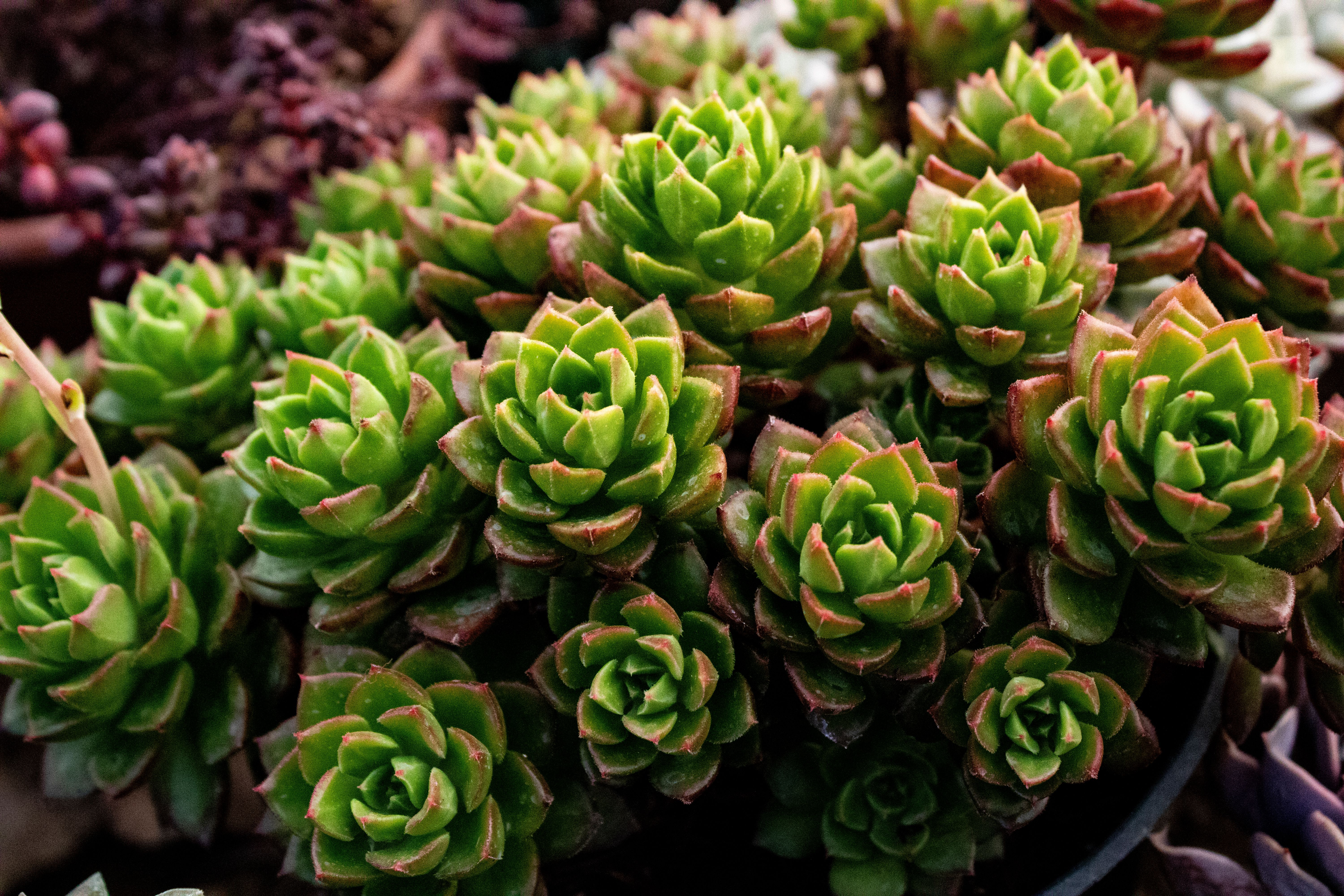 A healthy Echeveria rosette showing tight leaf structure and vibrant color - how to take care of succulents at home