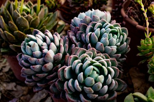 Free Close-up of vibrant echeveria succulents thriving in a garden environment. Stock Photo