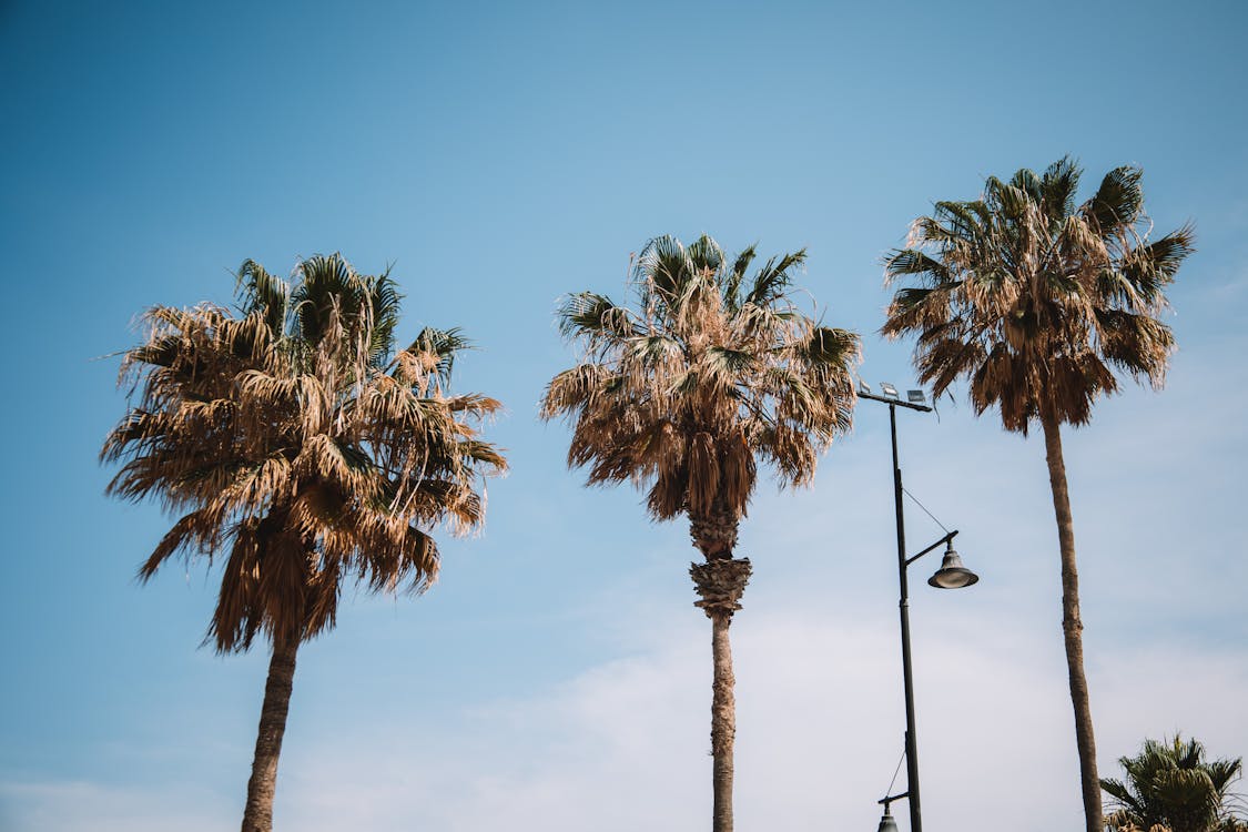 Low Angle Shot of Palm Trees against Blue Sky 