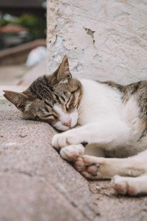 Cat Sleeping Down on Ground