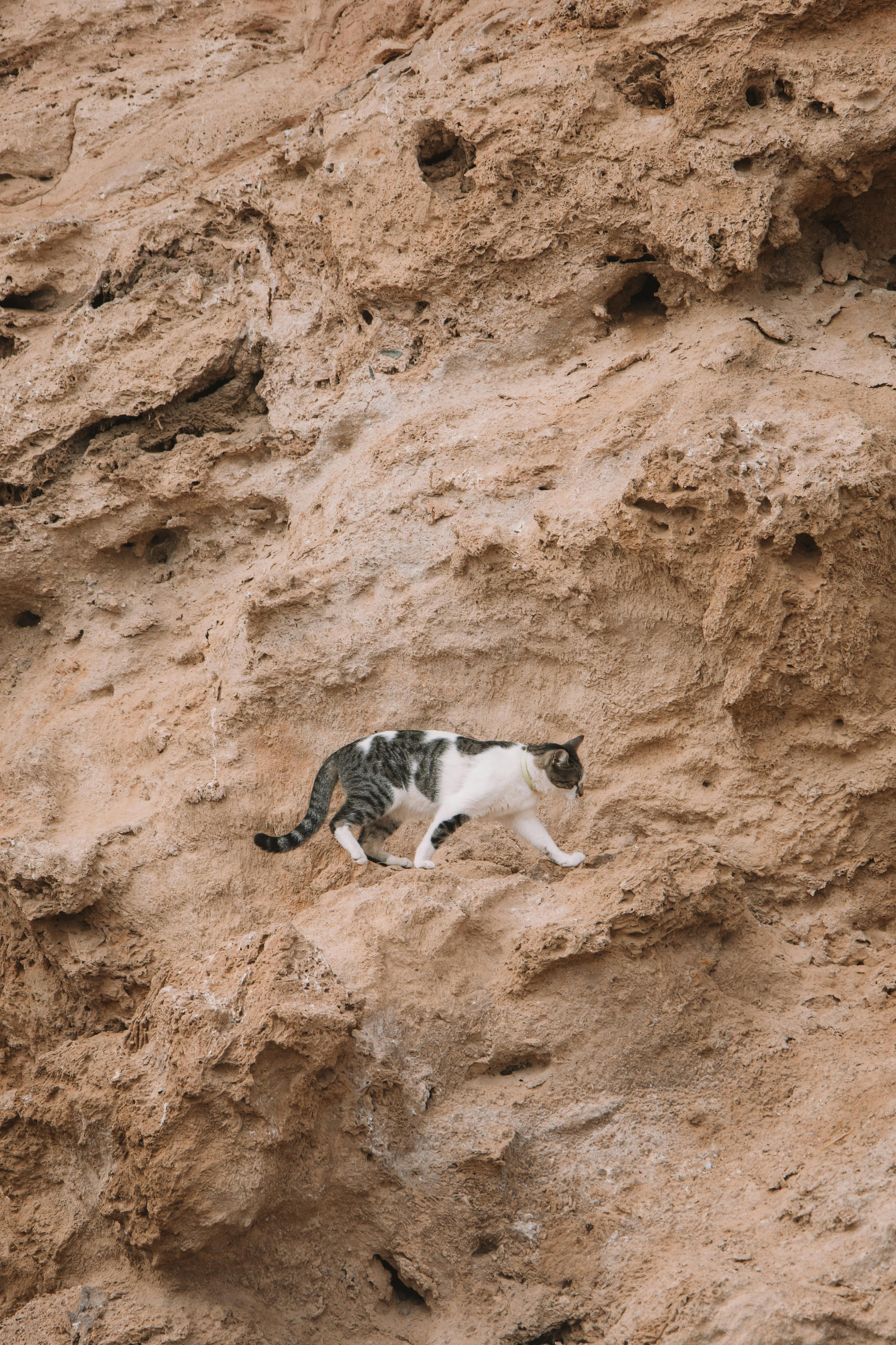 cat walking on rocks