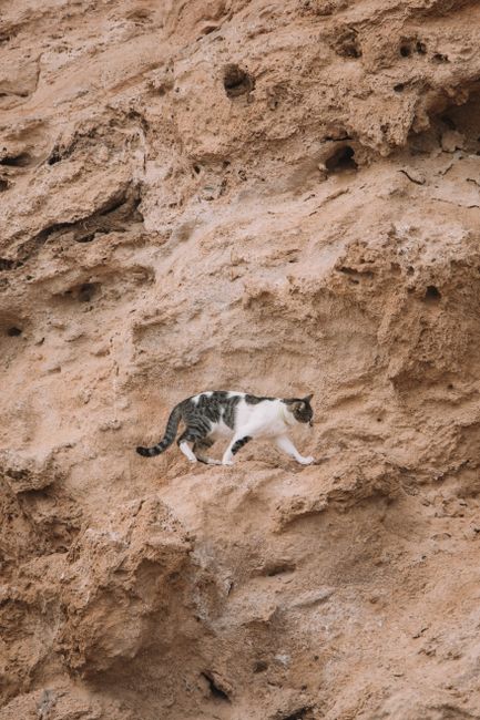 A cat skillfully navigates eroded rock formations in Malaga, Spain on a sunny day.