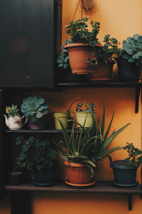 Free Vibrant indoor potted succulents on wooden shelves against a yellow wall. Stock Photo