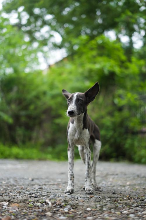 Free A stray dog stands on a gravel road surrounded by lush greenery in Udaipur, India. Stock Photo