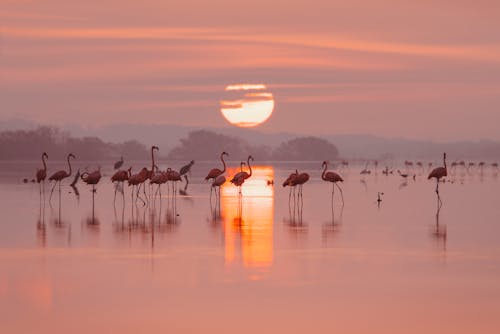 Sun over Flamingos at Sunset