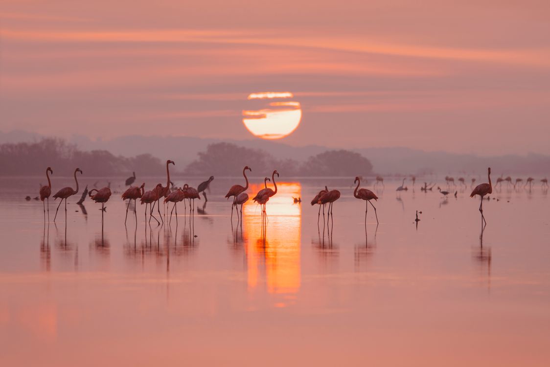 Salt, Flamingos and Silence: A Local's Guide to Ses Salines, Ibiza (2026)