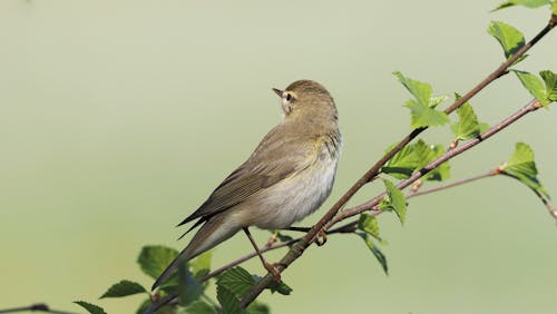 Close up of Warbler